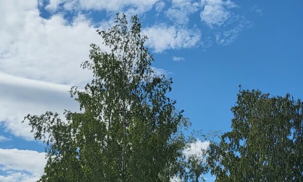 Skog, Österbotten, träd.
